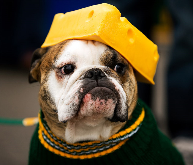 Bulldog fején egy sajttal.
