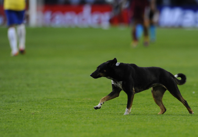 Egy kutya szalad a pályán a Brazília-Venezuela mérkőzésen a Copa Américán 2011 júliusában